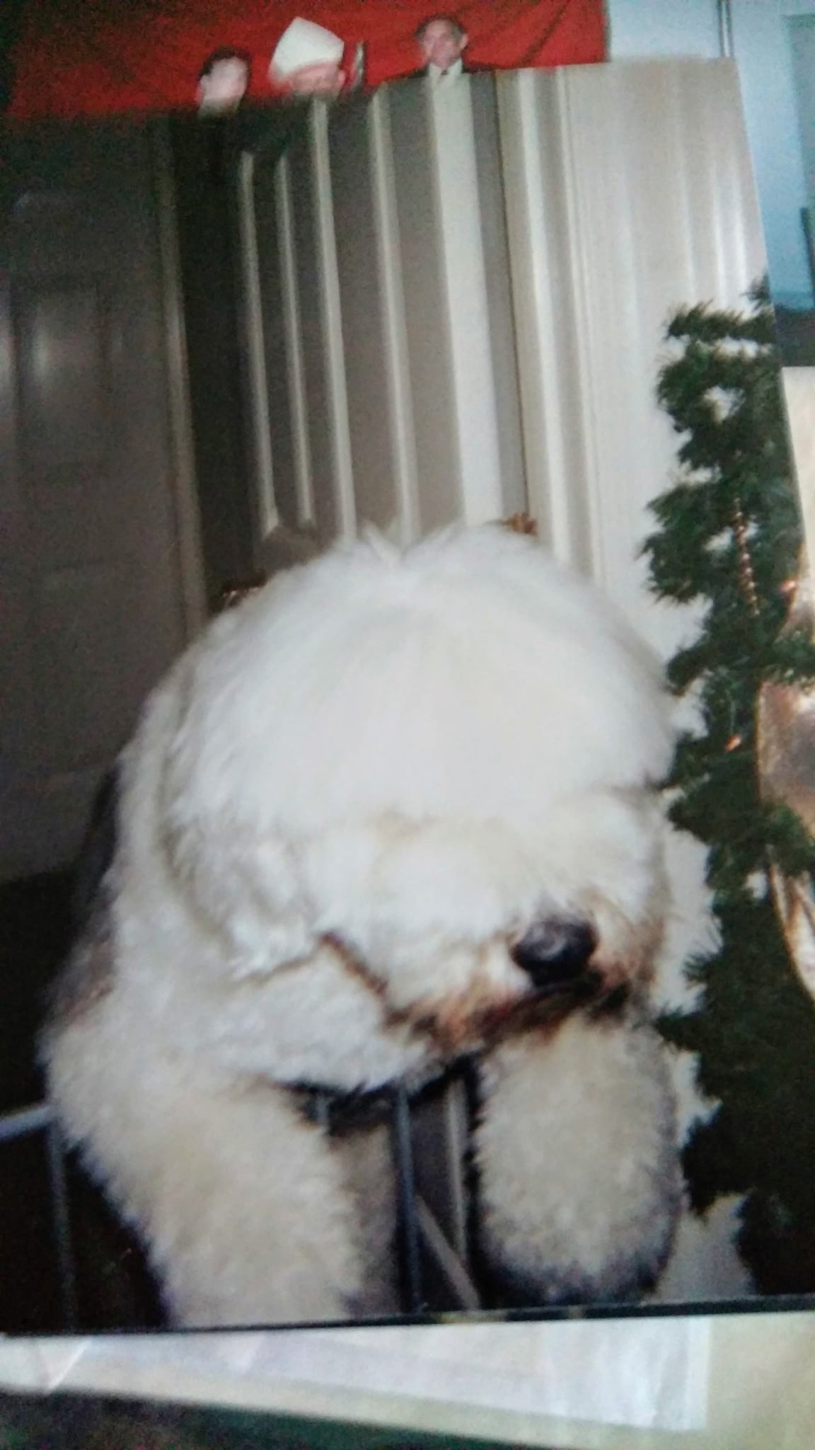 Chauncey leaping over a gate — The Original Law Dog
