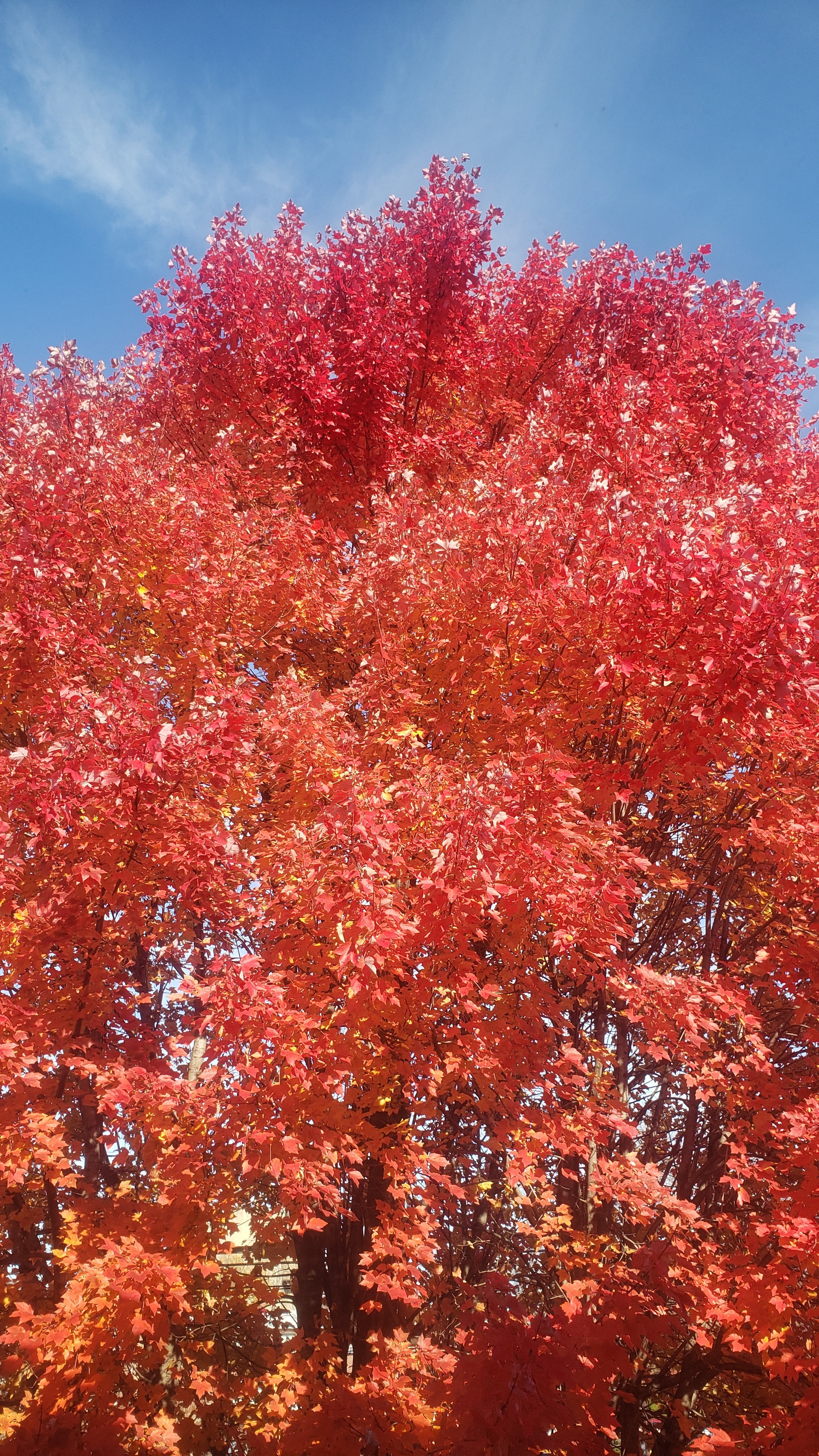 Autumn foliage